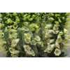 Digitalis Cream