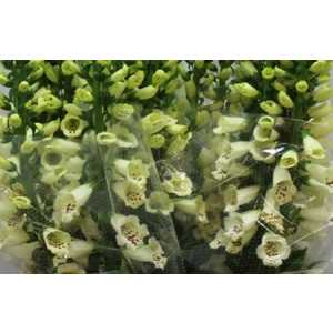 Digitalis Cream