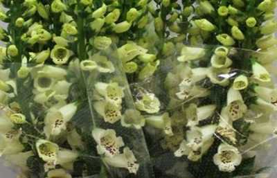 Digitalis Cream
