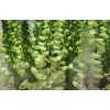 Digitalis P White