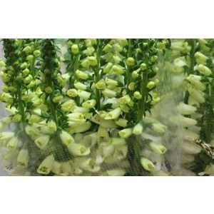 Digitalis P White