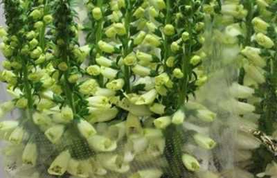 Digitalis P White