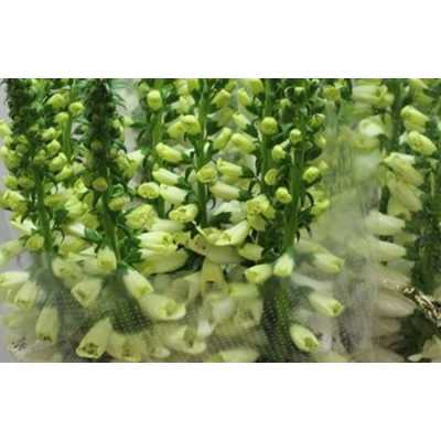 Digitalis P White