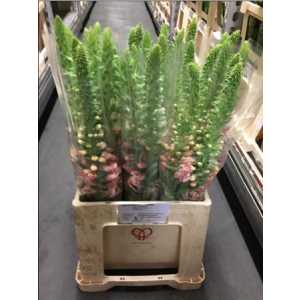 Digitalis Peach