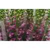 Digitalis Pink