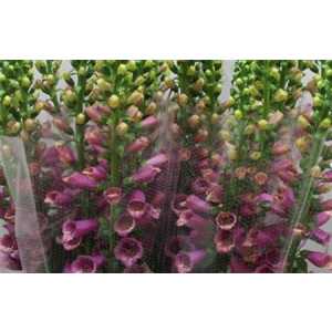 Digitalis Pink