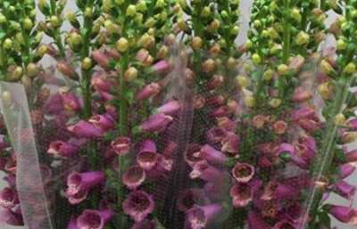 Digitalis Pink