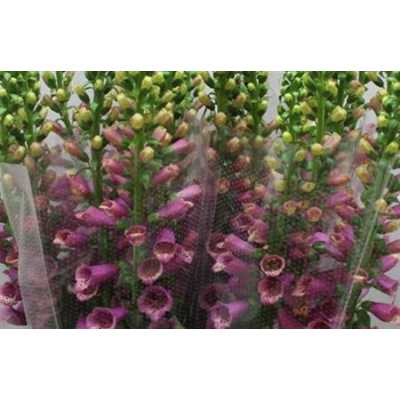 Digitalis Pink