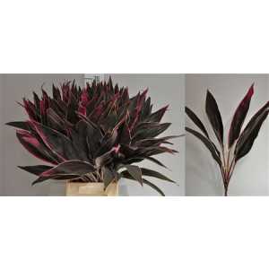 Dracaena Cappuchino