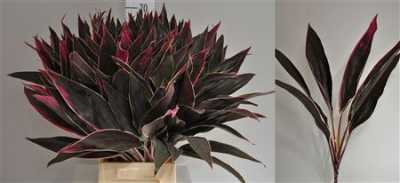 Dracaena Cappuchino