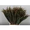 Dracaena Chicken Tail