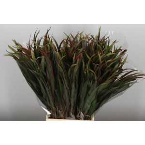 Dracaena Chicken Tail
