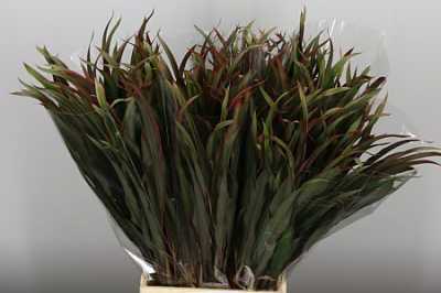 Dracaena Chicken Tail