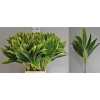 Dracaena Green