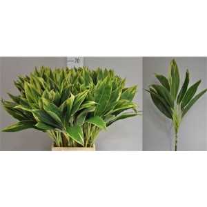 Dracaena Green