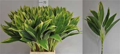 Dracaena Green