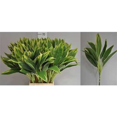 Dracaena Green