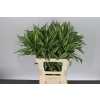 Dracaena Sanderiana Victory Top