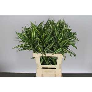 Dracaena Sanderiana Victory Top