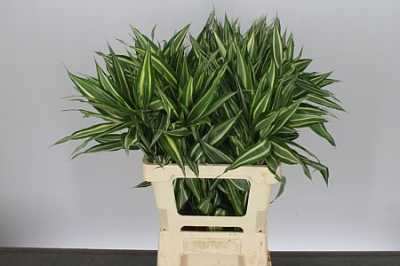 Dracaena Sanderiana Victory Top