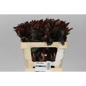 Dracena Compacta