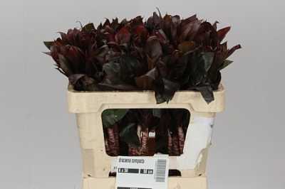 Dracena Compacta
