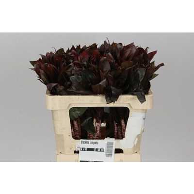 Dracena Compacta