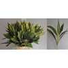 Dracena Lemon Red Edge Top
