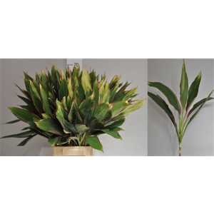 Dracena Lemon Red Edge Top