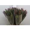 Dracena Red