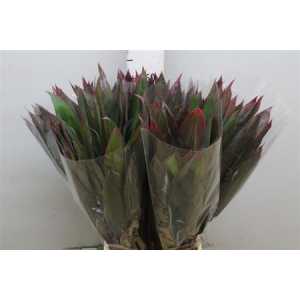 Dracena Red