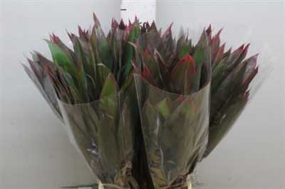 Dracena Red