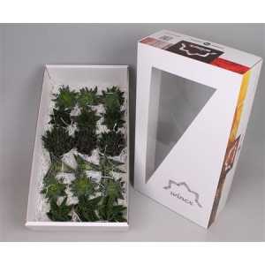 Echeveria Aloe Wincx Mix