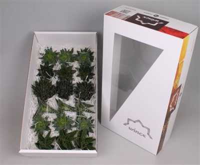 Echeveria Aloe Wincx Mix