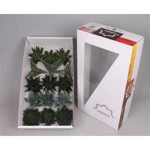 Echeveria Aloe Wincx Mix