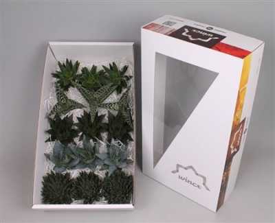 Echeveria Aloe Wincx Mix