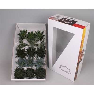 Echeveria Aloe Wincx Mix