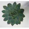 Echeveria Apus Cutflower