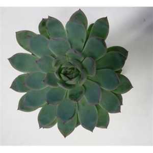 Echeveria Apus Cutflower