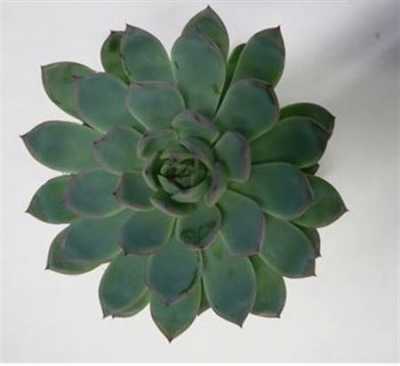 Echeveria Apus Cutflower