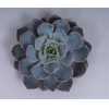 Echeveria Colorata Cutflower