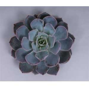 Echeveria Colorata Cutflower