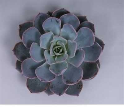 Echeveria Colorata Cutflower