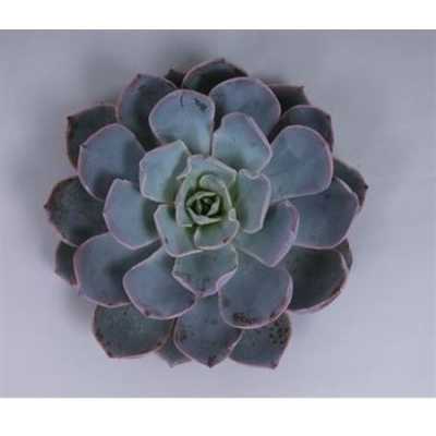 Echeveria Colorata Cutflower