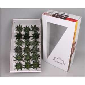 Echeveria Haworth Wincx Mix