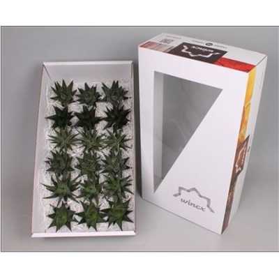 Echeveria Haworth Wincx Mix