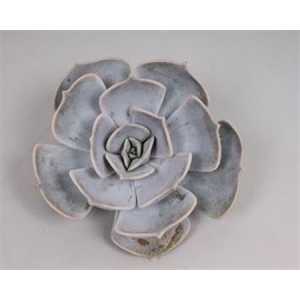 Echeveria Lilacina Cutflower