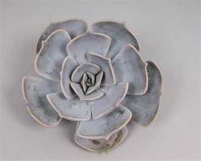 Echeveria Lilacina Cutflower