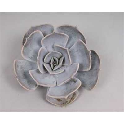 Echeveria Lilacina Cutflower