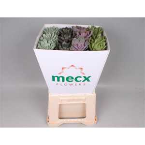 Echeveria Mecx Flower Mix